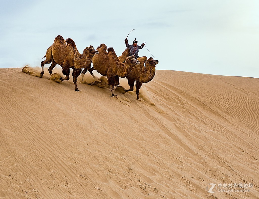 骆驼跑起来