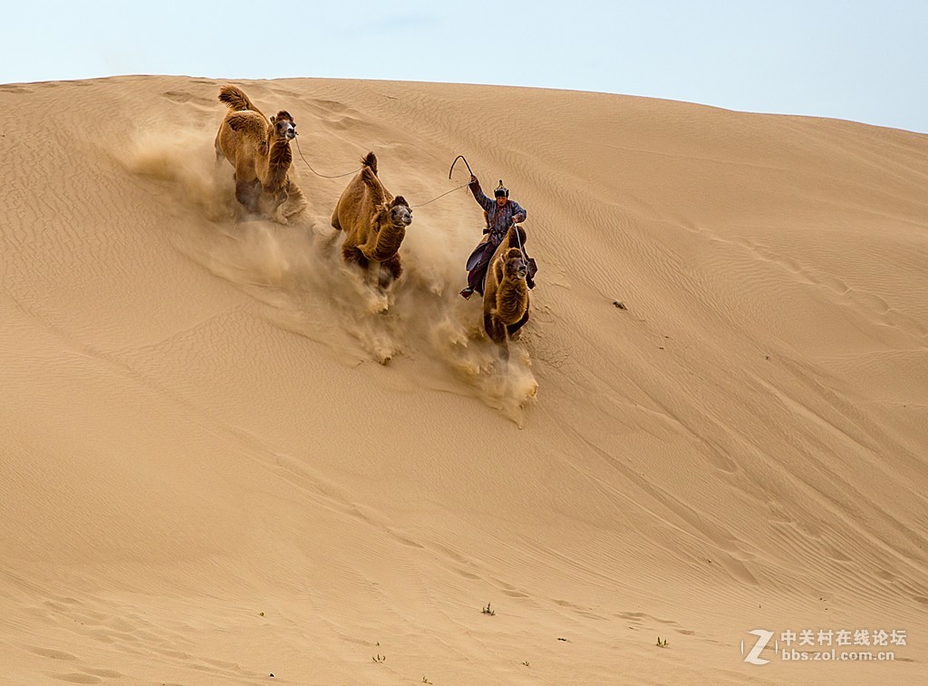 骆驼跑起来
