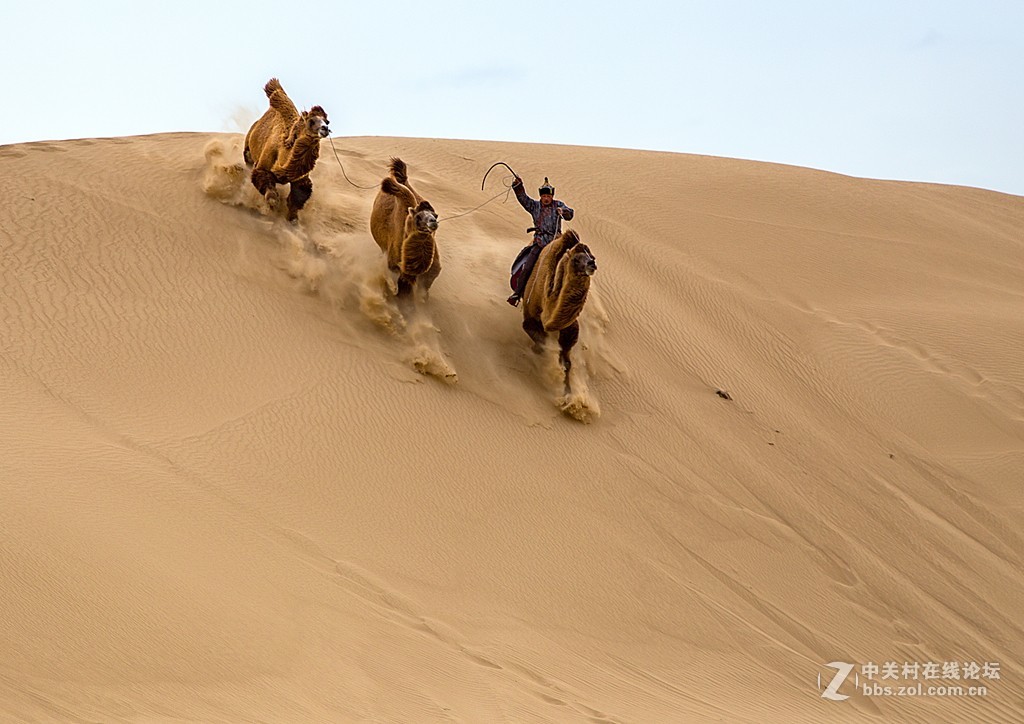 骆驼跑起来