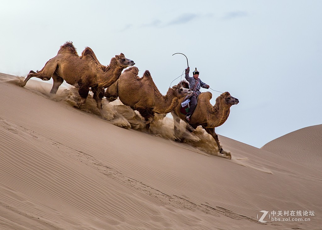 骆驼跑起来