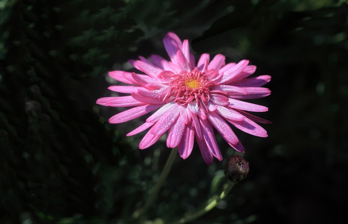 一组小花——玛格丽特