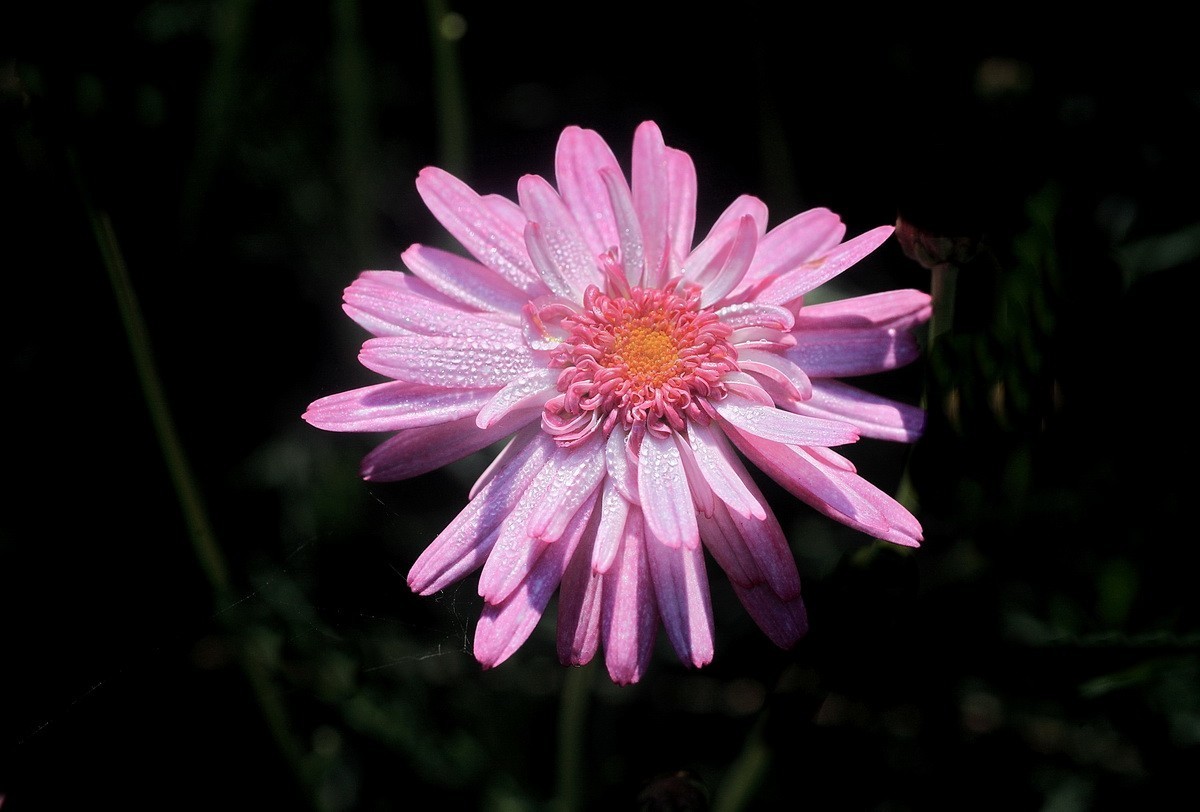 一组小花——玛格丽特