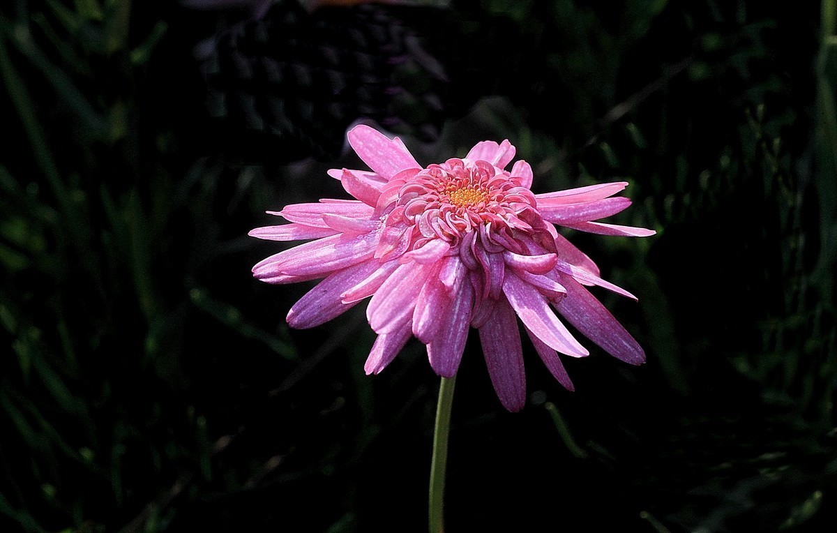 一组小花——玛格丽特