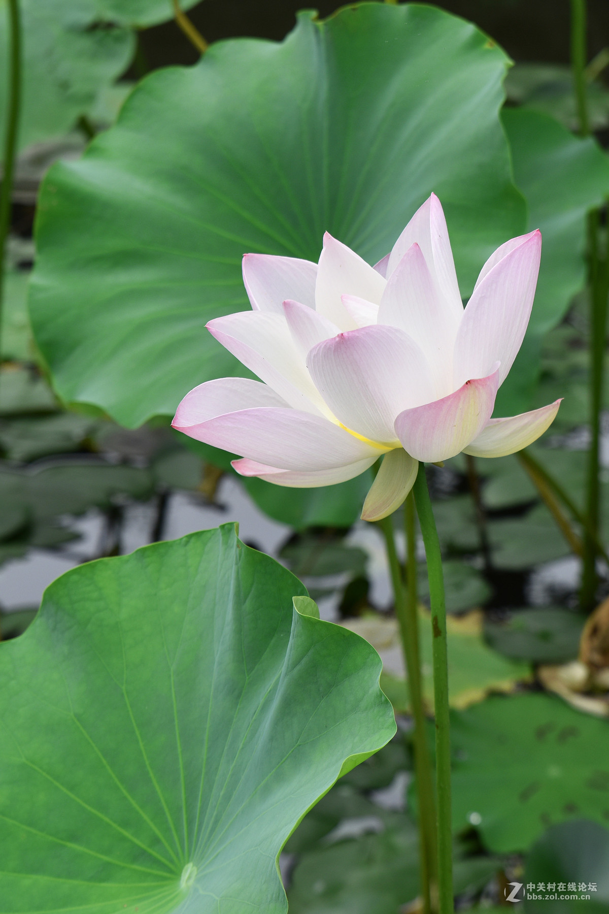 願生命化作那朵蓮花功名利祿全拋下