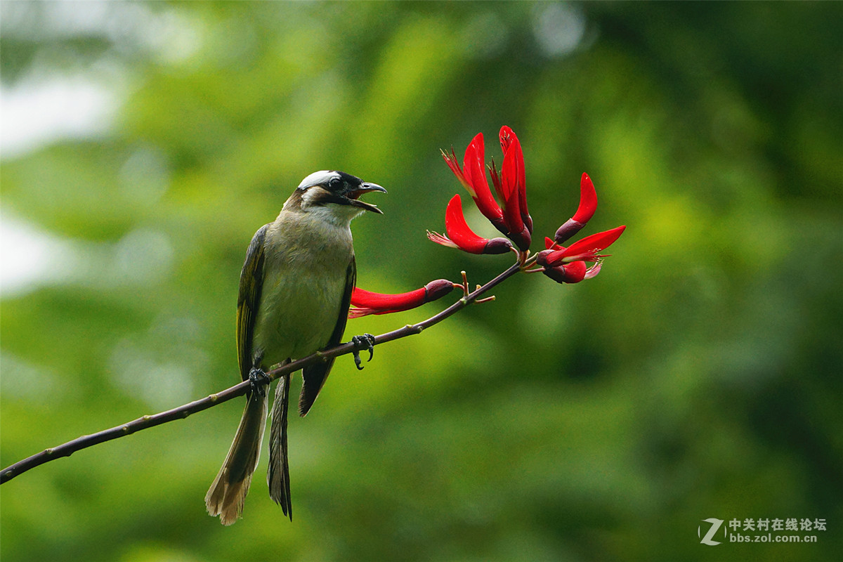 我是一只叉尾白头鸟