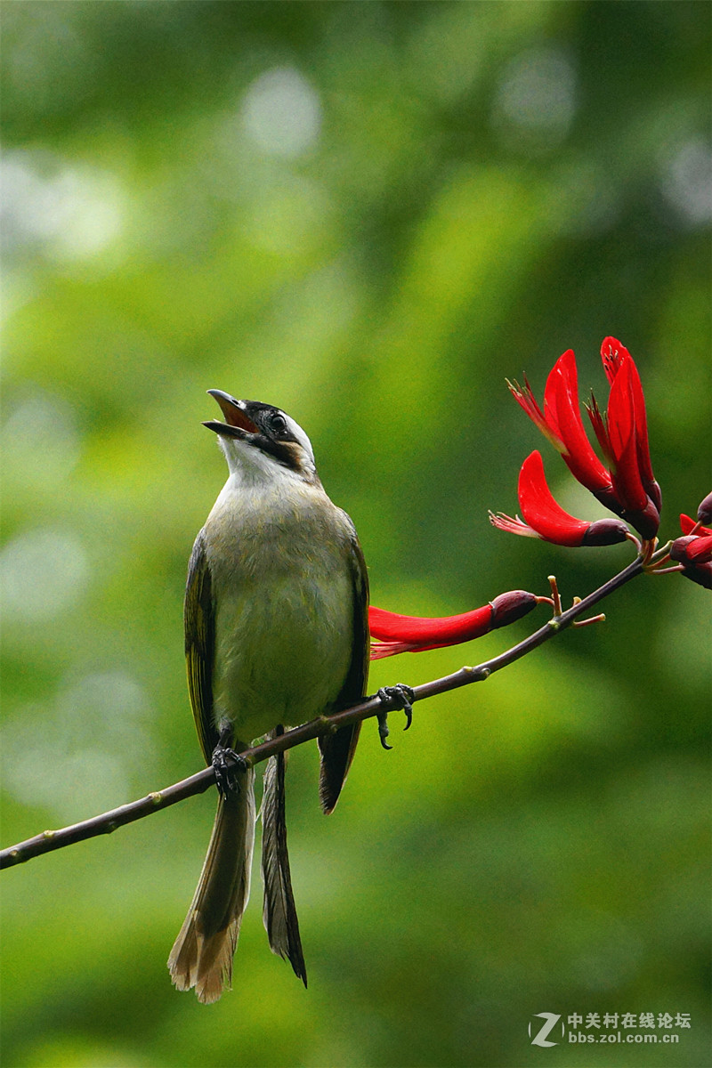 我是一只叉尾白头鸟