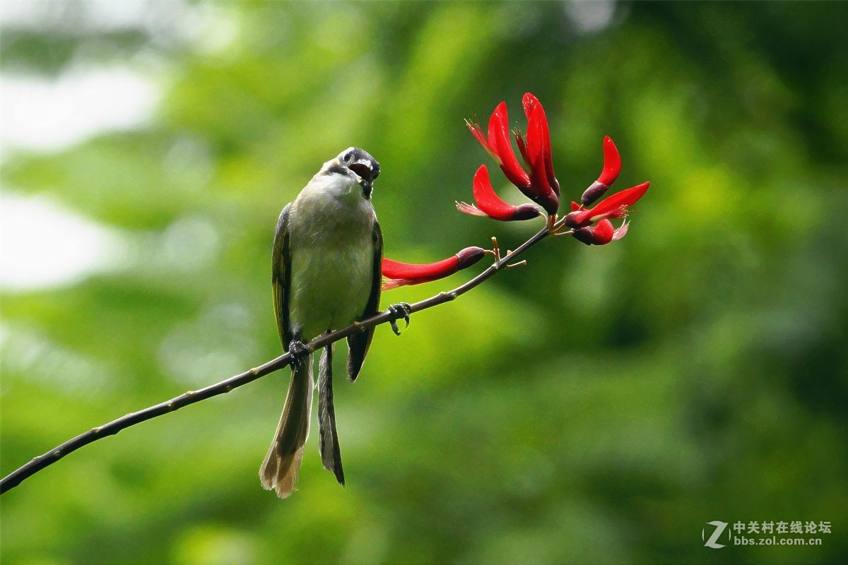 我是一只叉尾白头鸟