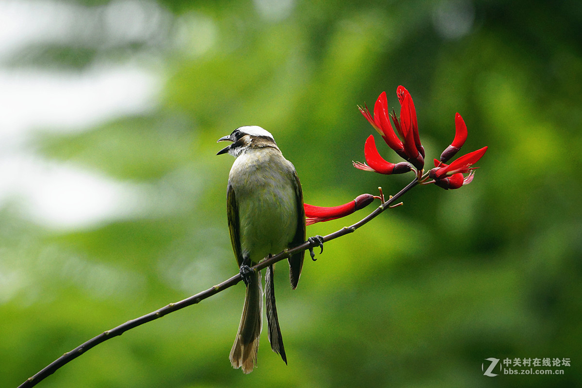 我是一只叉尾白头鸟