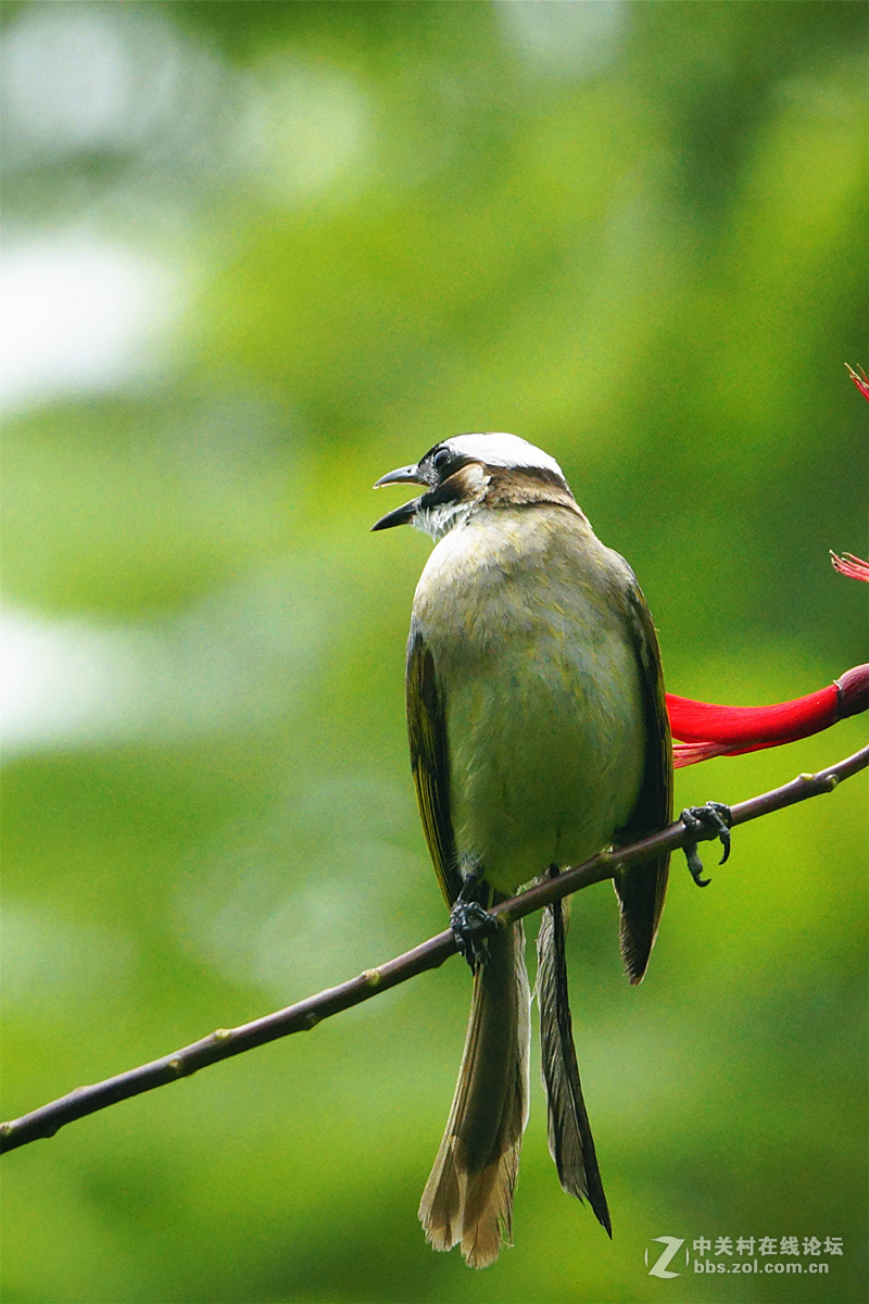 我是一只叉尾白头鸟