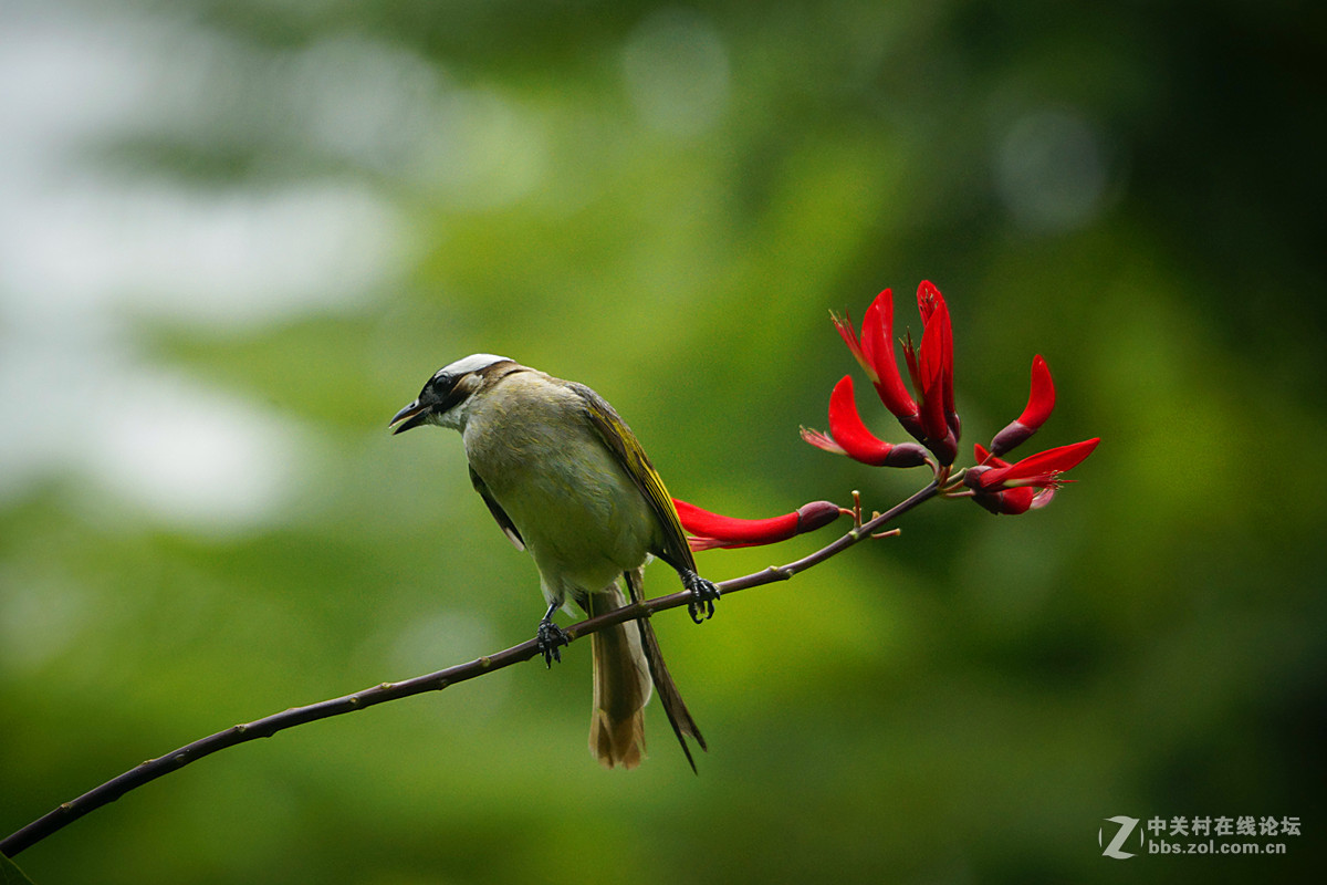 我是一只叉尾白头鸟