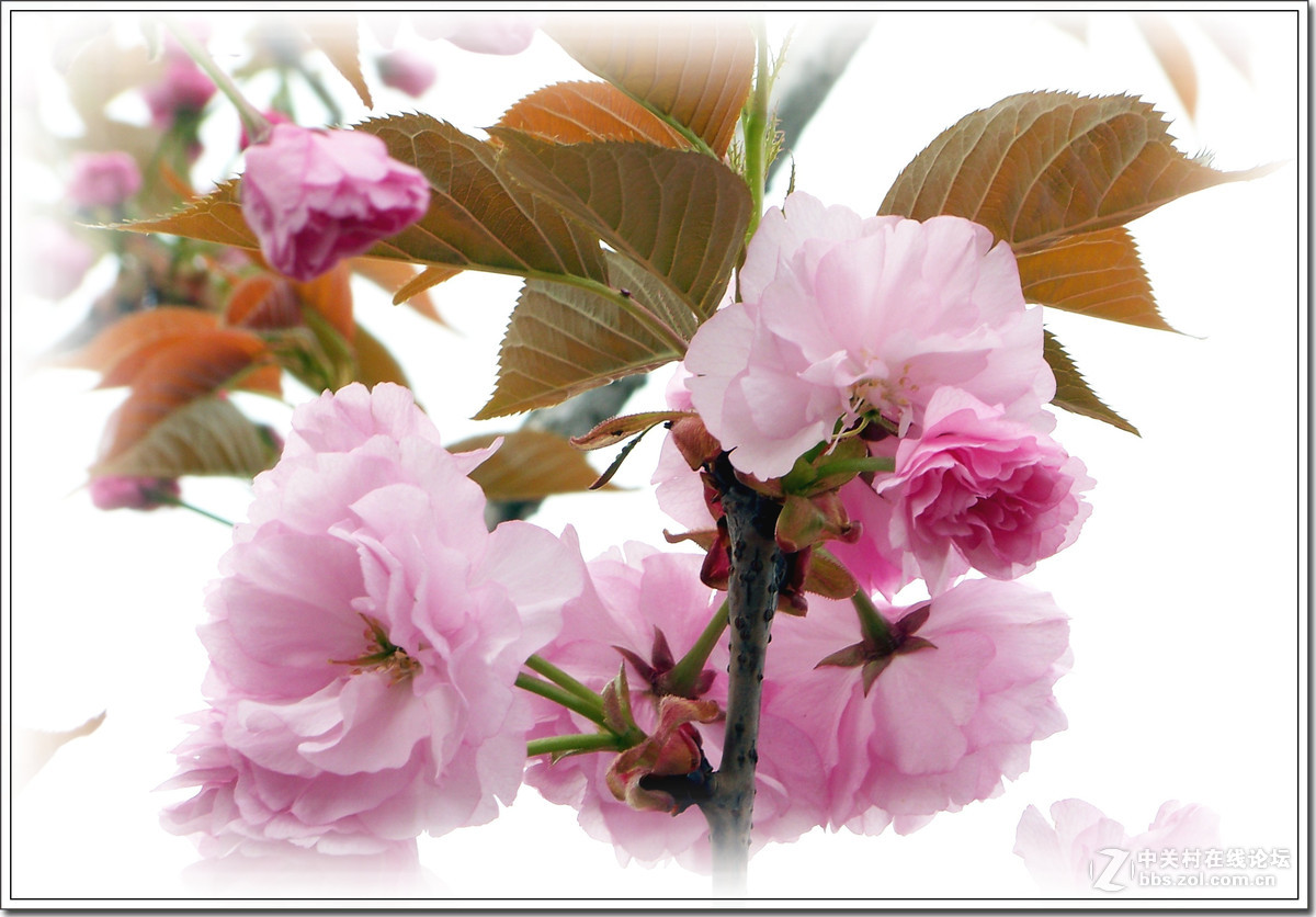 春花秋赏（六）