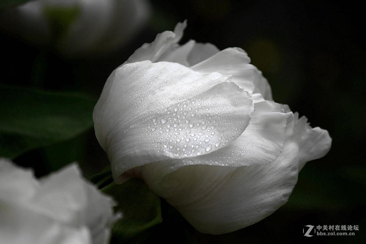 花送富贵【牡丹】迟到的祝福
