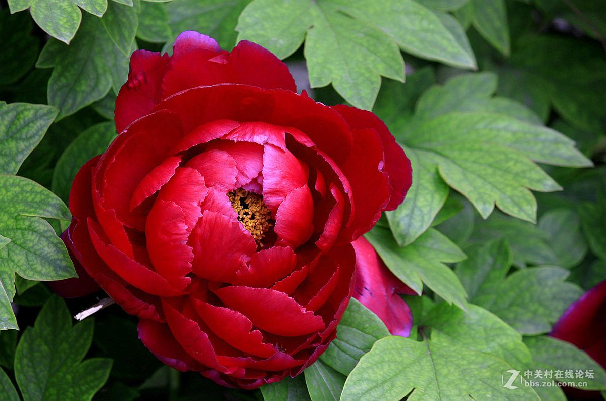 花送富贵【牡丹】迟到的祝福