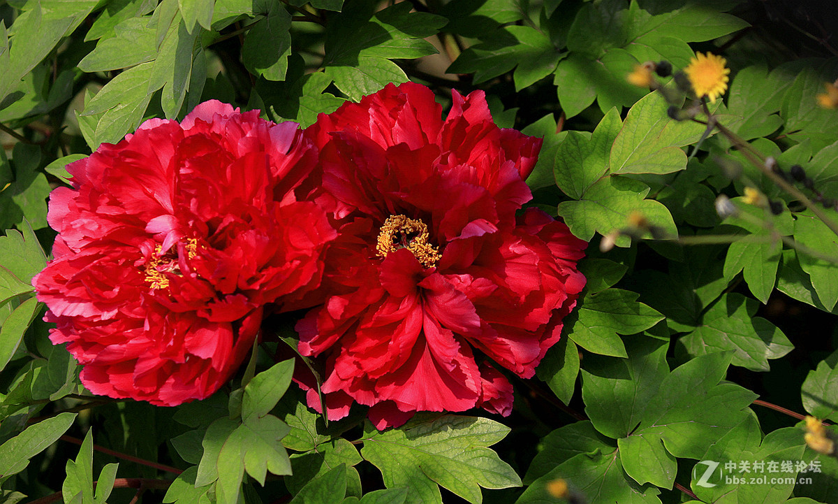 花送富贵【牡丹】迟到的祝福