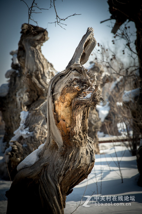 胡杨枯木与硅化木