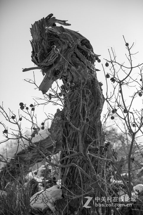 胡杨枯木与硅化木