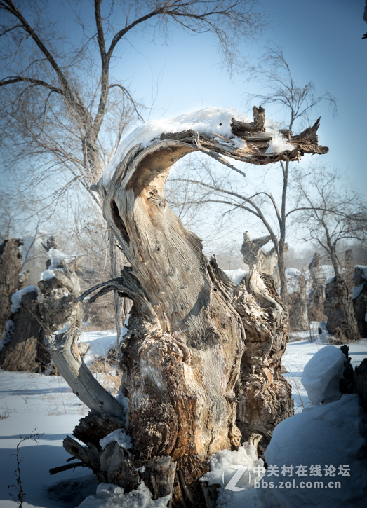 胡杨枯木与硅化木