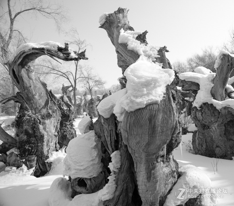 胡杨枯木与硅化木