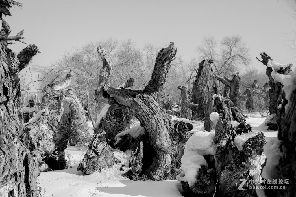 胡杨枯木与硅化木