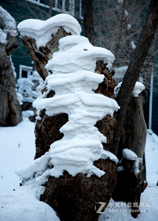 胡杨枯木与硅化木