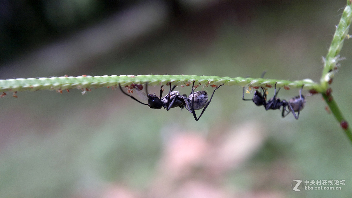 亲眼目睹黑蚂蚁吃蚜虫蚂蚁正能量啊