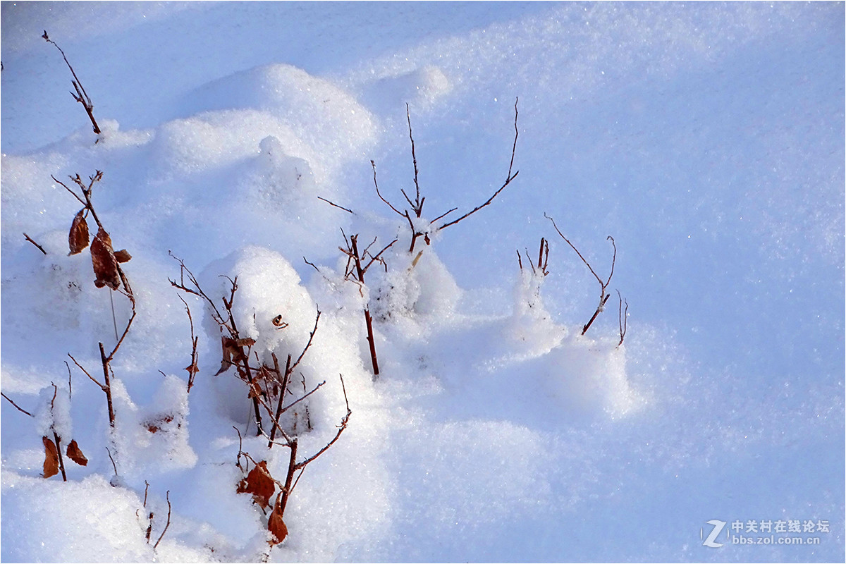 【 乌鲁木齐的冬天 （2016-2017） 】（9） ——洁白的雪