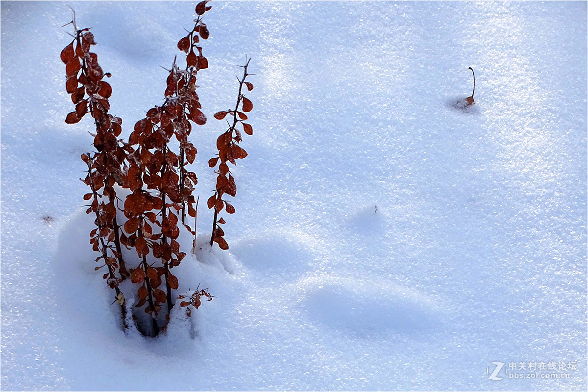【 乌鲁木齐的冬天 （2016-2017） 】（9） ——洁白的雪
