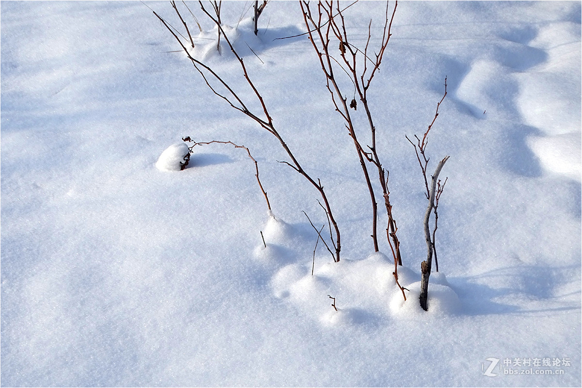 【 乌鲁木齐的冬天 （2016-2017） 】（9） ——洁白的雪