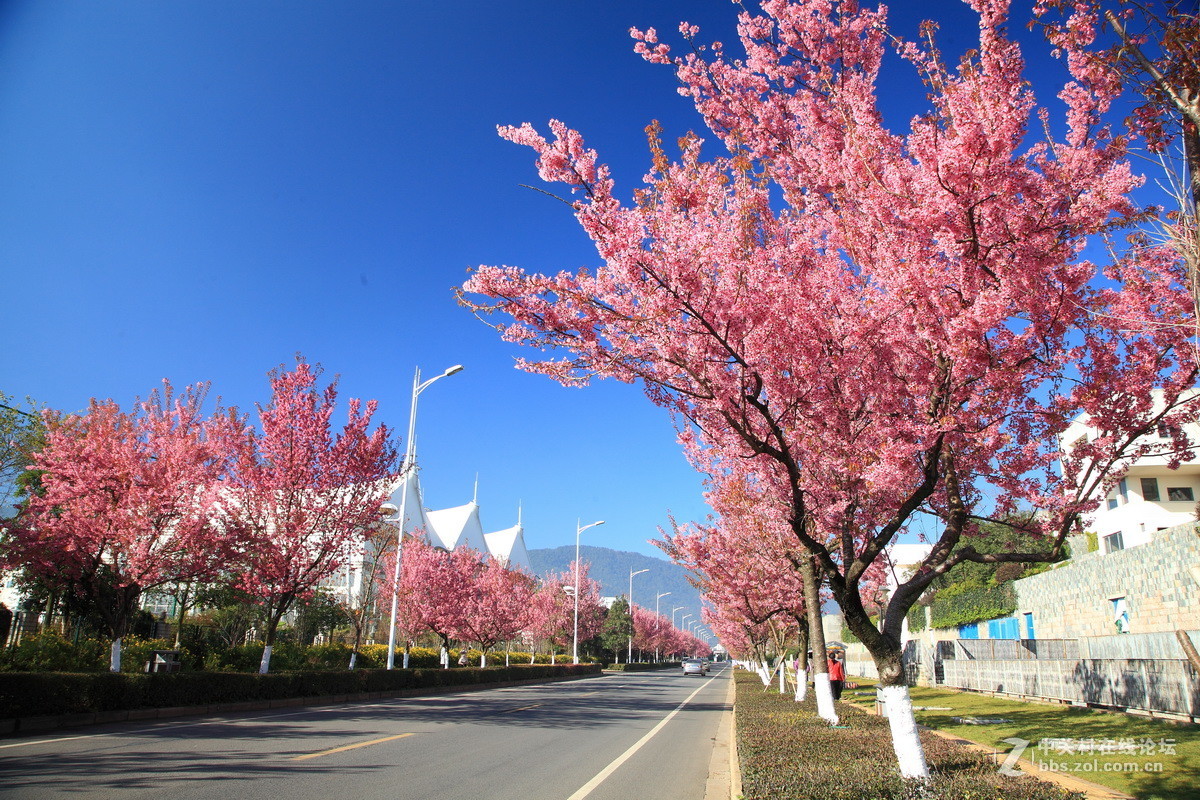 冬櫻花盛開的街道紅塔西路2