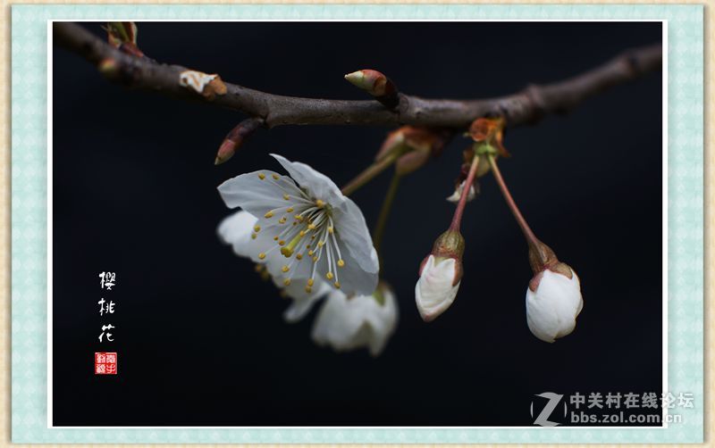 转接 Nikon Nikkor-s auto 50mm 1.4 拍樱桃花