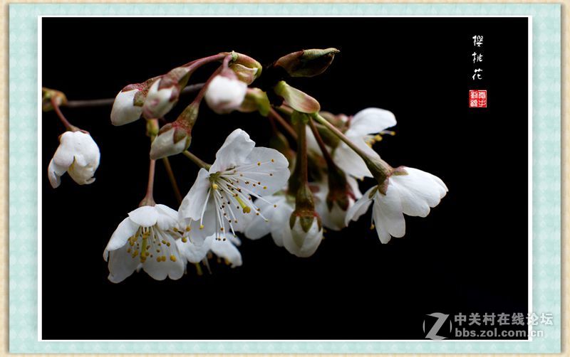 转接 Nikon Nikkor-s auto 50mm 1.4 拍樱桃花