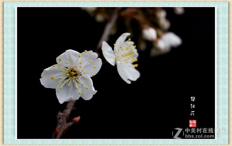 转接 Nikon Nikkor-s auto 50mm 1.4 拍樱桃花