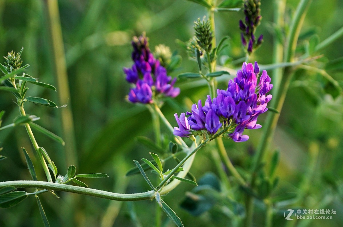 苜蓿花