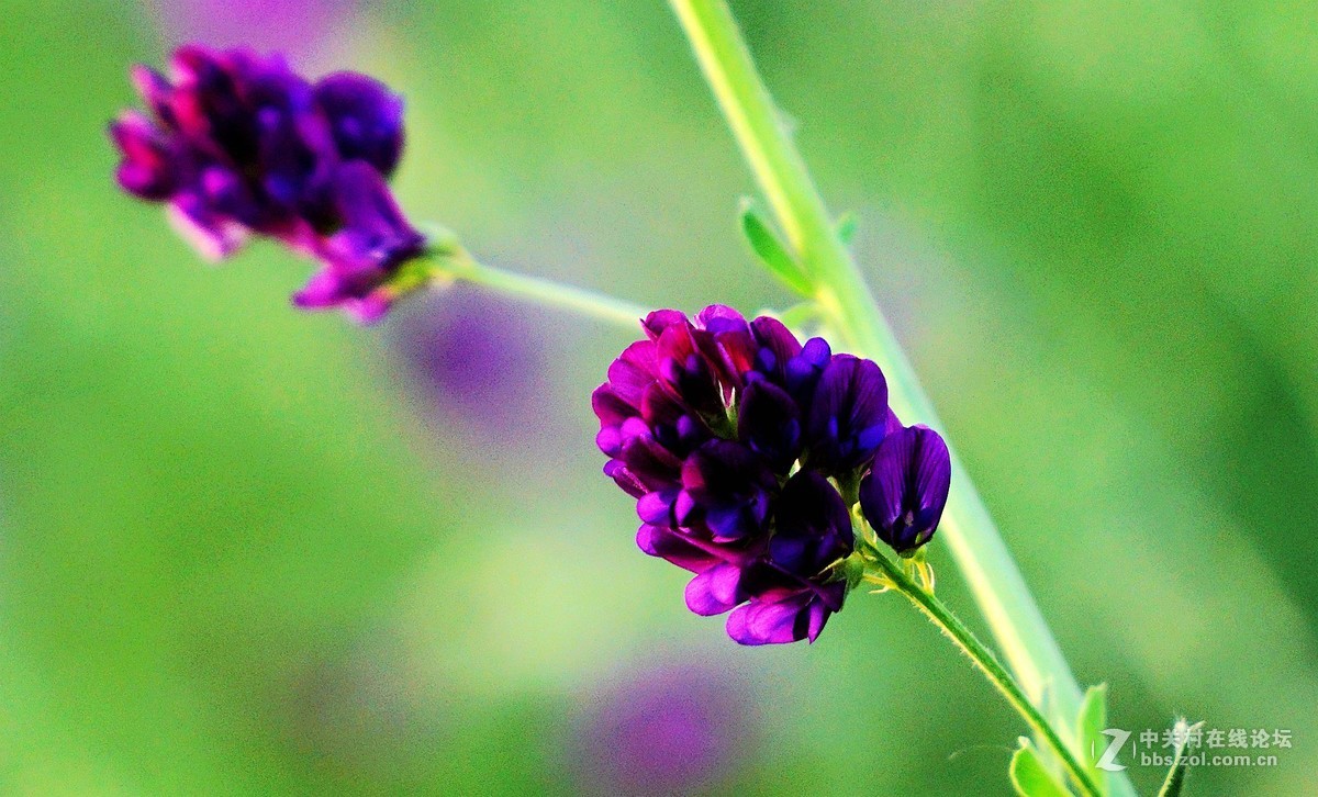 苜蓿花