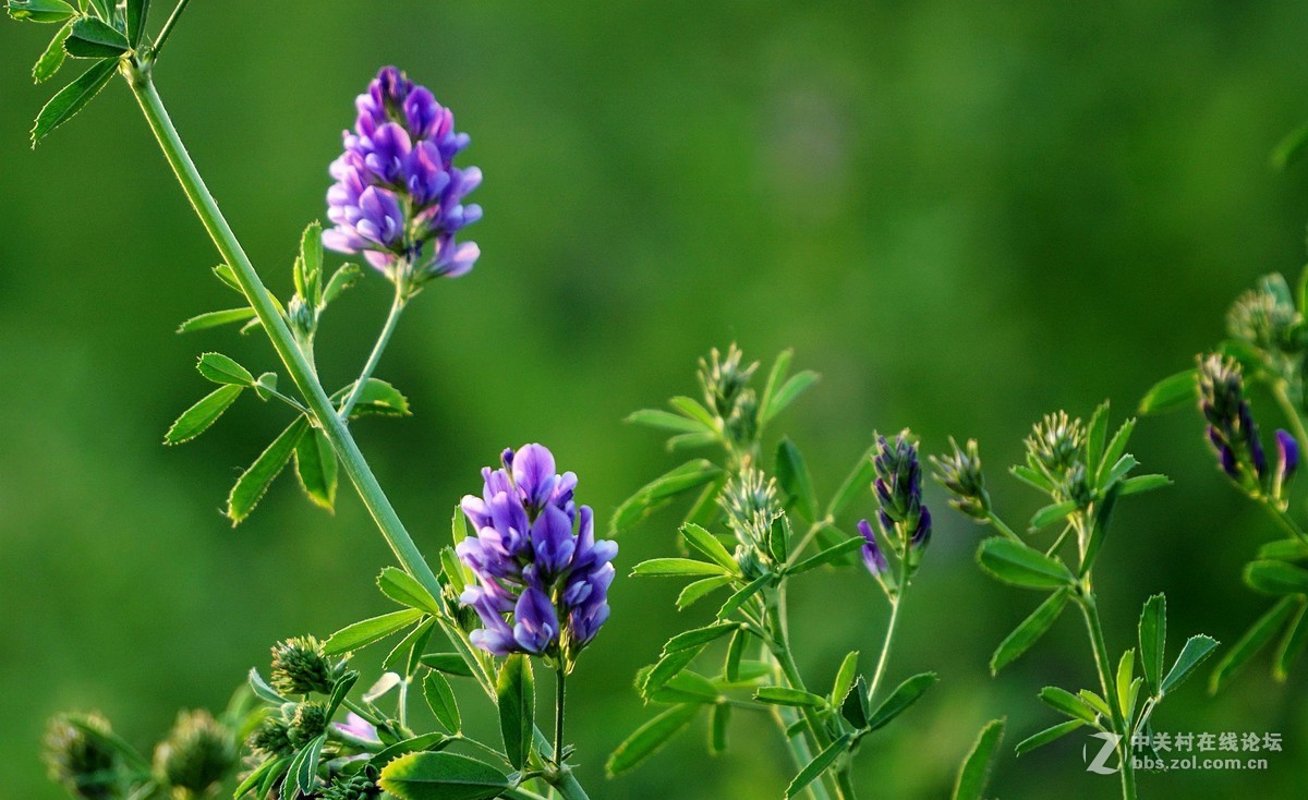 苜蓿花