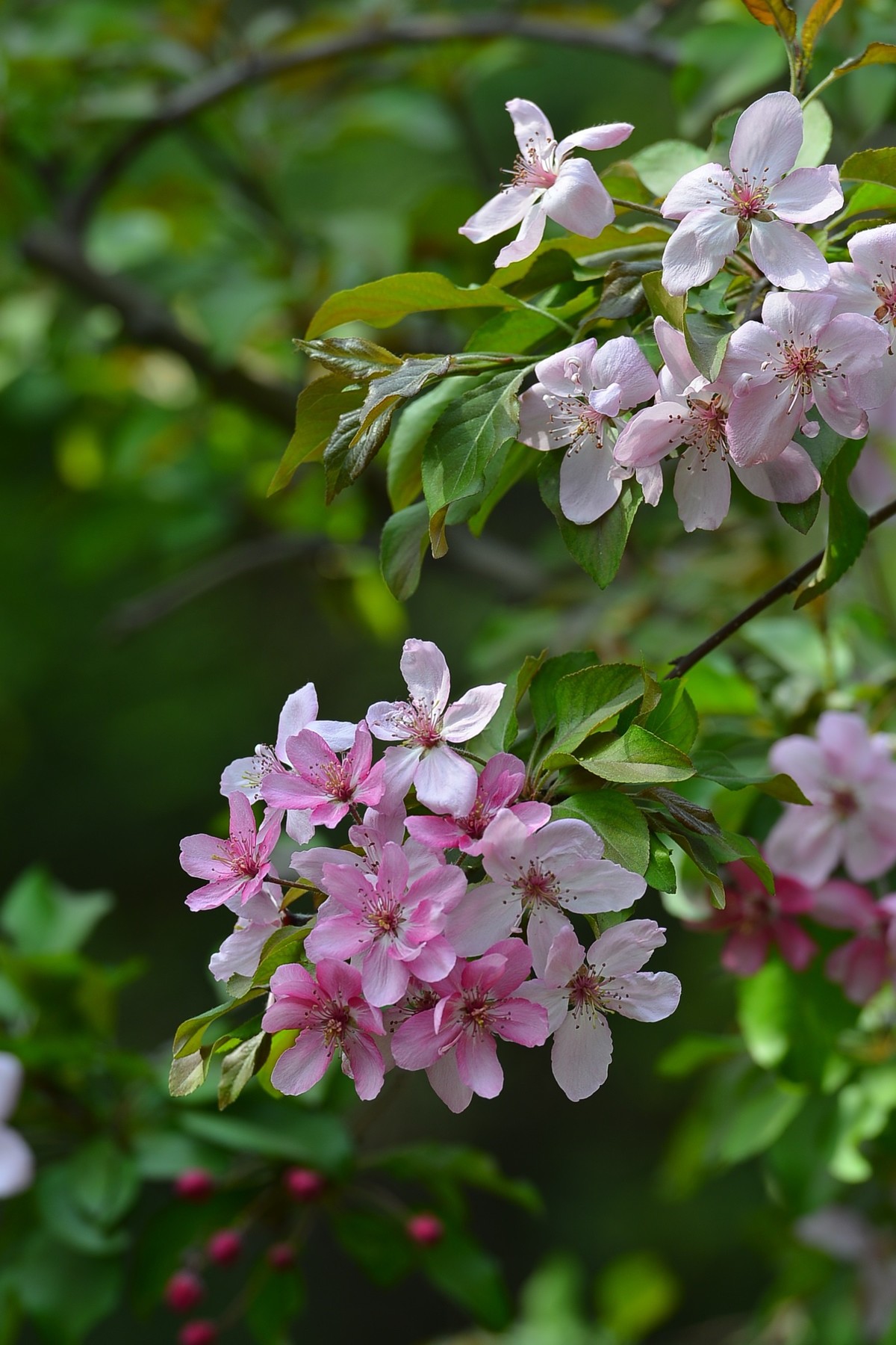 春天里公园的海棠花和樱花201804018