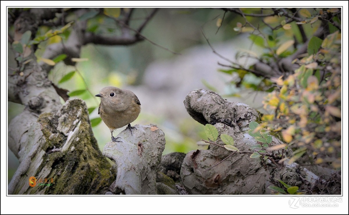 《北红探梅盼春归》