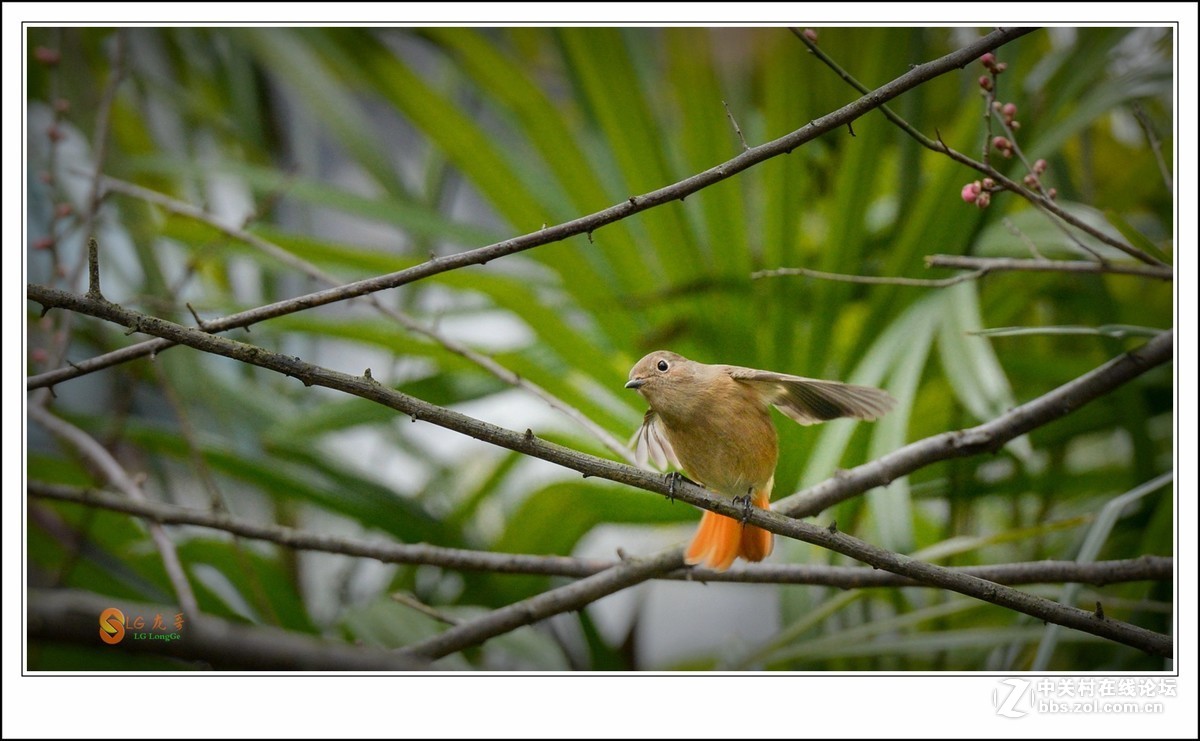 《北红探梅盼春归》