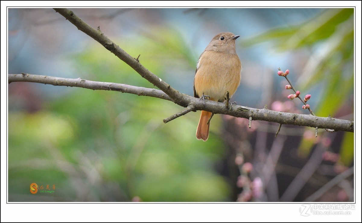《北红探梅盼春归》