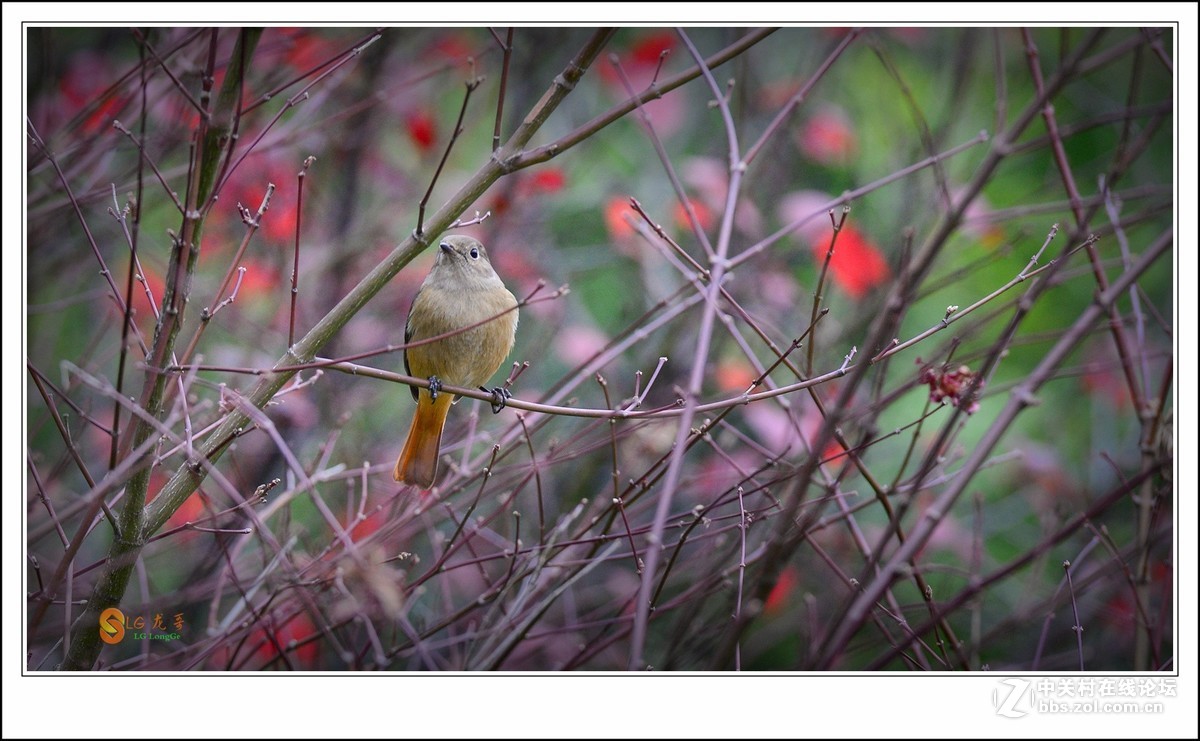 《北红探梅盼春归》