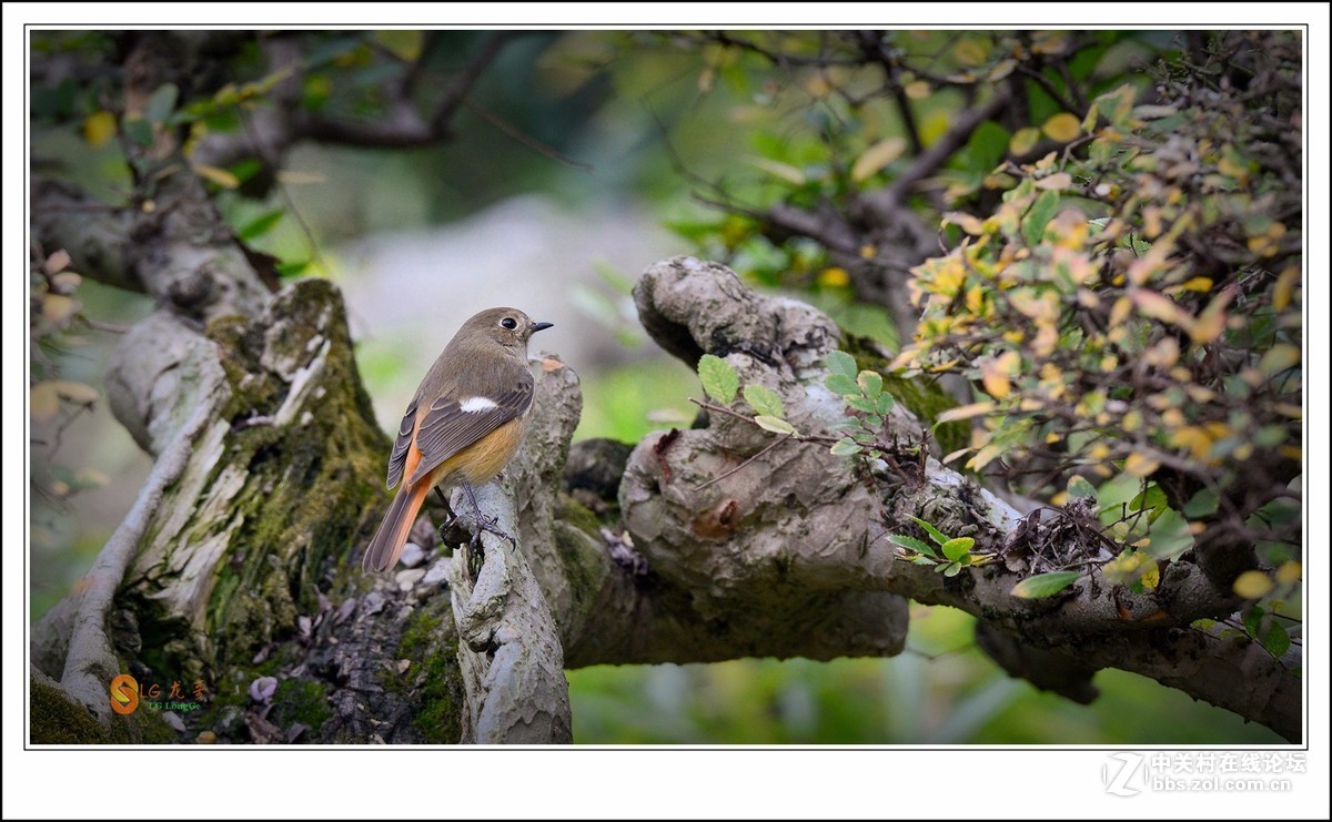 《北红探梅盼春归》