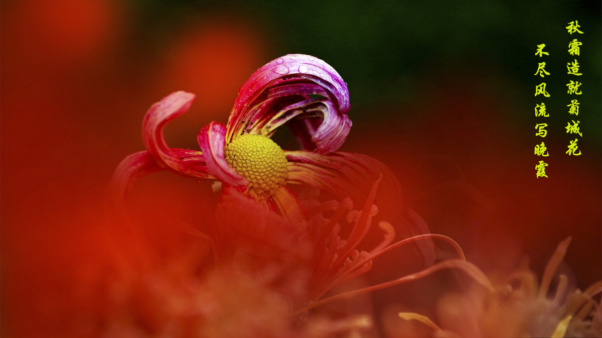 #版主坐堂#【天津版块】2015年10月金、银钻精华汇总（下）