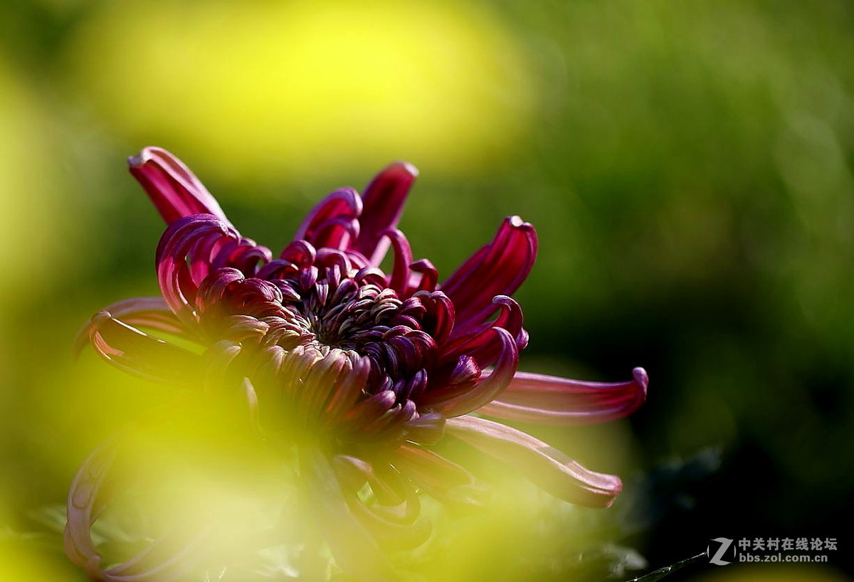 #版主坐堂#【天津版块】2015年10月金、银钻精华汇总（下）