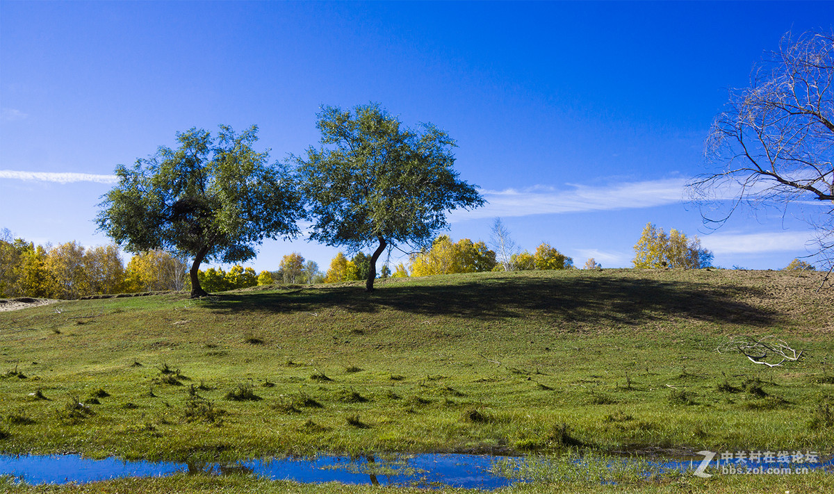 2015坝上行一白桦林(6)
