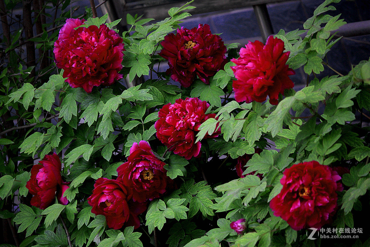 花送富贵【牡丹】迟到的祝福