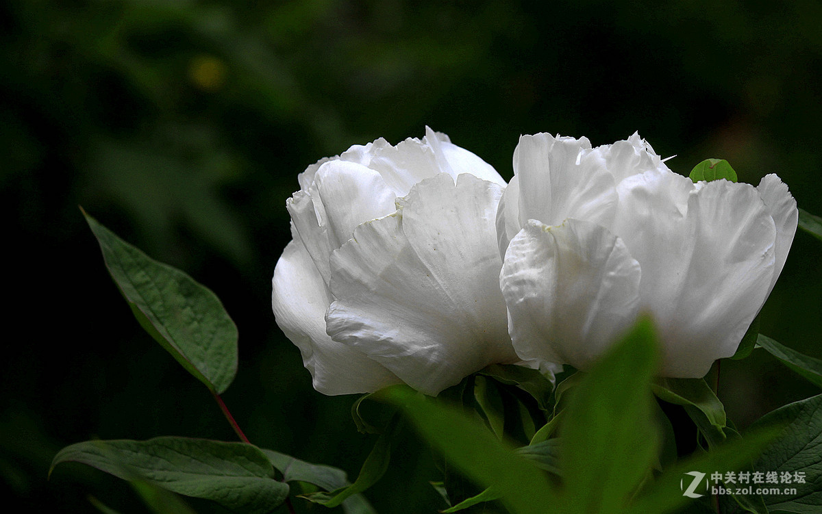 花送富贵【牡丹】迟到的祝福
