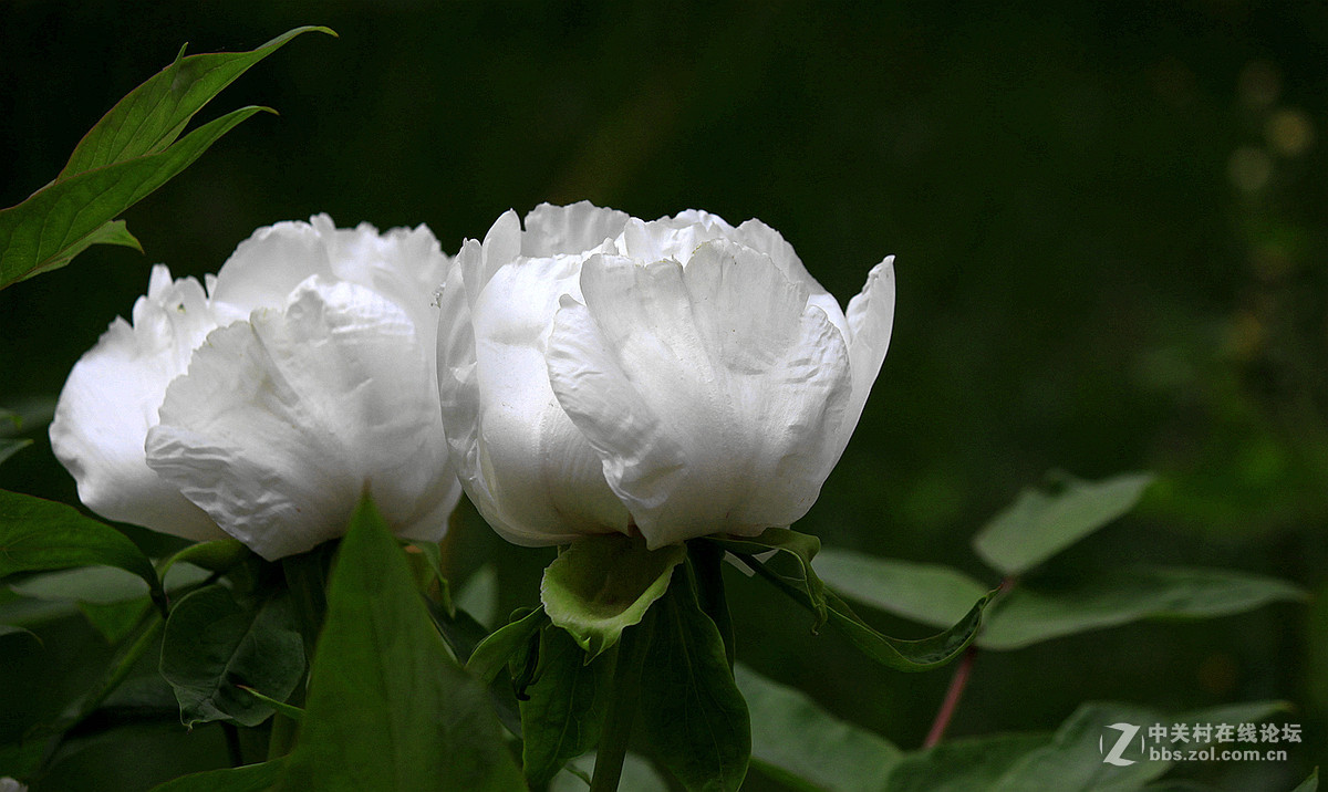 花送富贵【牡丹】迟到的祝福