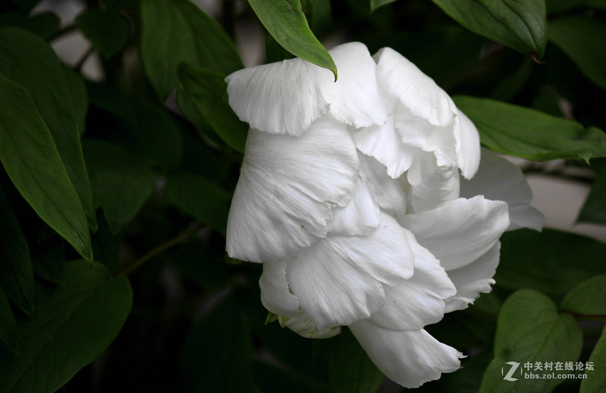 花送富贵【牡丹】迟到的祝福