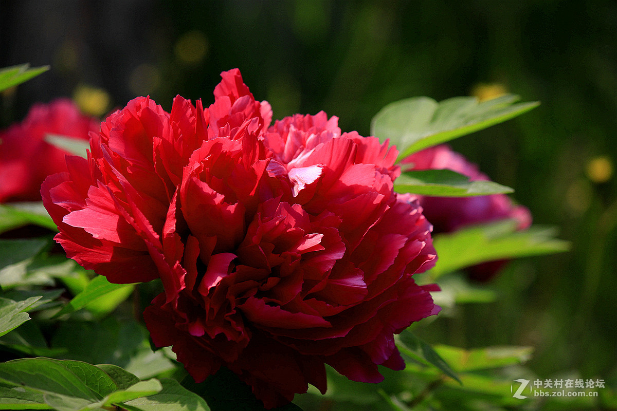 花送富贵【牡丹】迟到的祝福