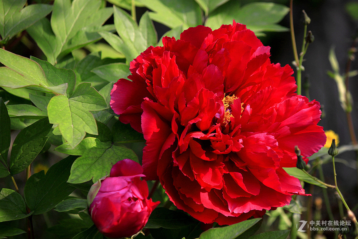 花送富贵【牡丹】迟到的祝福